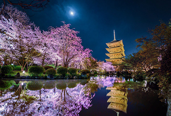 Du lịch Kyoto Nhật Bản mùa hoa anh đào, cứ bước ra đường là góc nào cũng đẹp